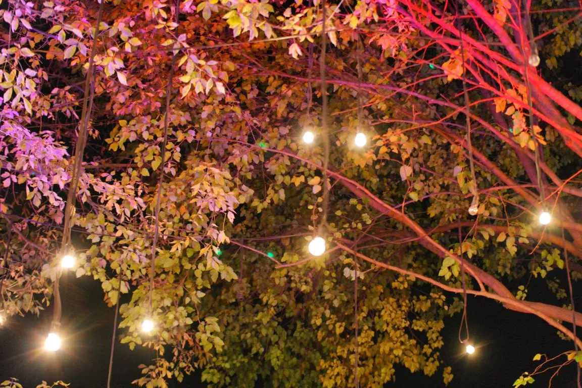 Looking up through the tree canopy of a Budapest ruin bar courtyard at night, bare festoon bulbs hanging from the branches and the leaves lit pink and amber by the bar's lights